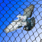 Bird Netting